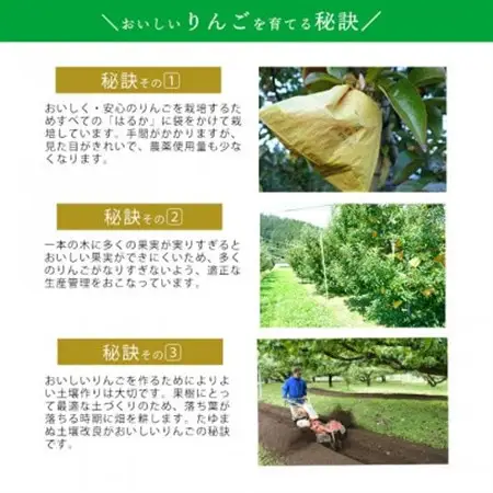 【桃沢晴香園】はるか(りんご)5kg　ご自宅用【配送不可地域：離島・沖縄県】【1606259】
