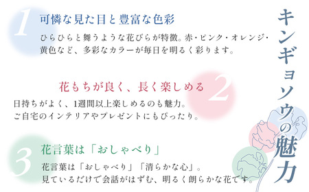 花 【先行予約・限定10セット・11月中旬～3月下旬配送】キンギョソウ（20本前後）| 花 花 花 花 花 花 | 010-005