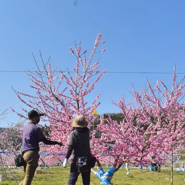 しっかりとした果肉「さくら白桃」上級品 4-6玉 (岡山県産)【KF-A010-02】