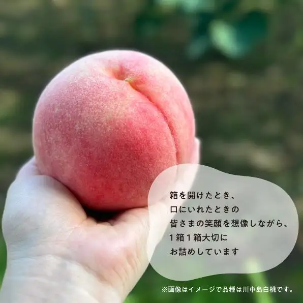 旬採り桃(品種おまかせ) ご家庭用 6-10玉 (岡山県産) もも 真庭市 【KF-A018-04】