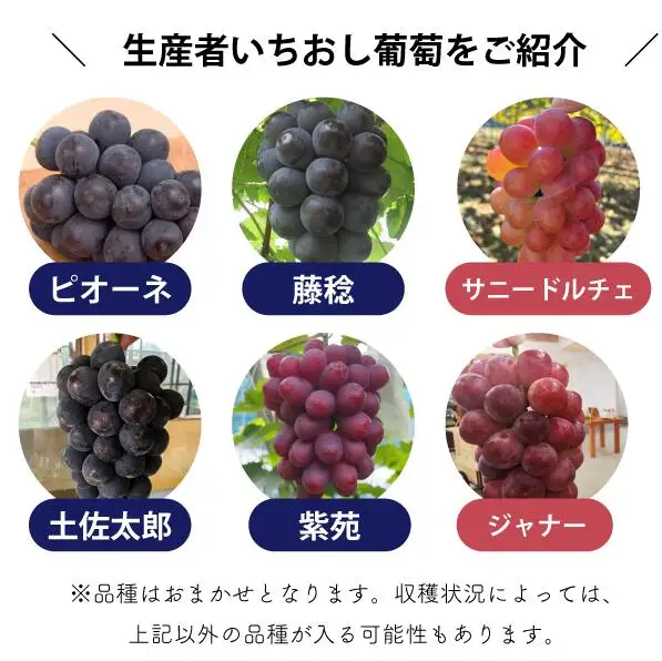 シャインマスカット 岡山県産シャインマスカット＆生産者いちおしぶどう2房入計1.0kg～ 【KF-B010-04】