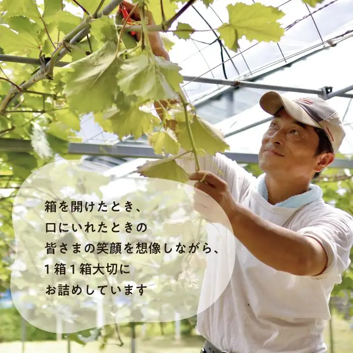 訳あり 岡山県産訳ありシャインマスカット約2.0kg～ 【KF-B020-03】