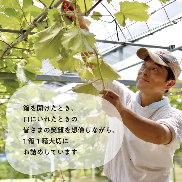 岡山県産 ぶどう３品種詰め合わせ（シャインマスカット入り）3-5房入 計2.4kg～ 【KF-B032-02】