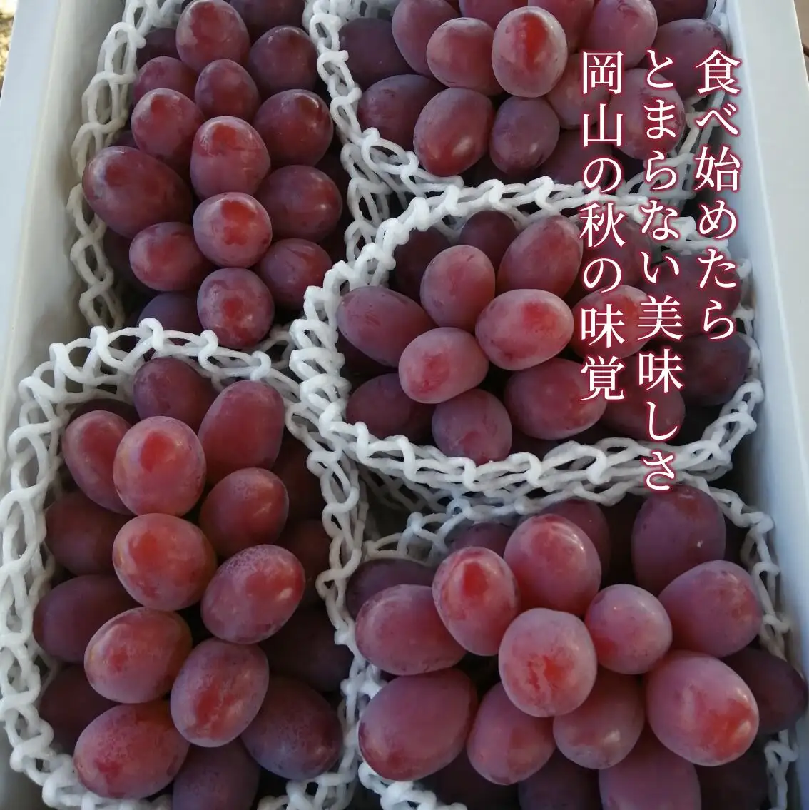ぶどう 岡山県産 特選ぶどう紫苑3-5房2.4kg～ 【KF-B046-03】