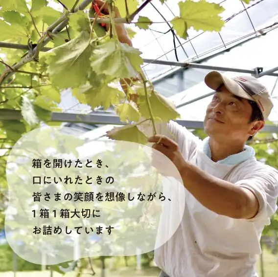 岡山県産 瀬戸ジャイアンツ 特大１房 700g以上 【KF-B055-03】