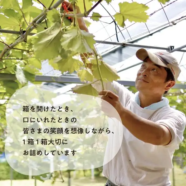 シャインマスカット 岡山県産大粒シャインマスカット1房700g～ 【KF-B060-03】