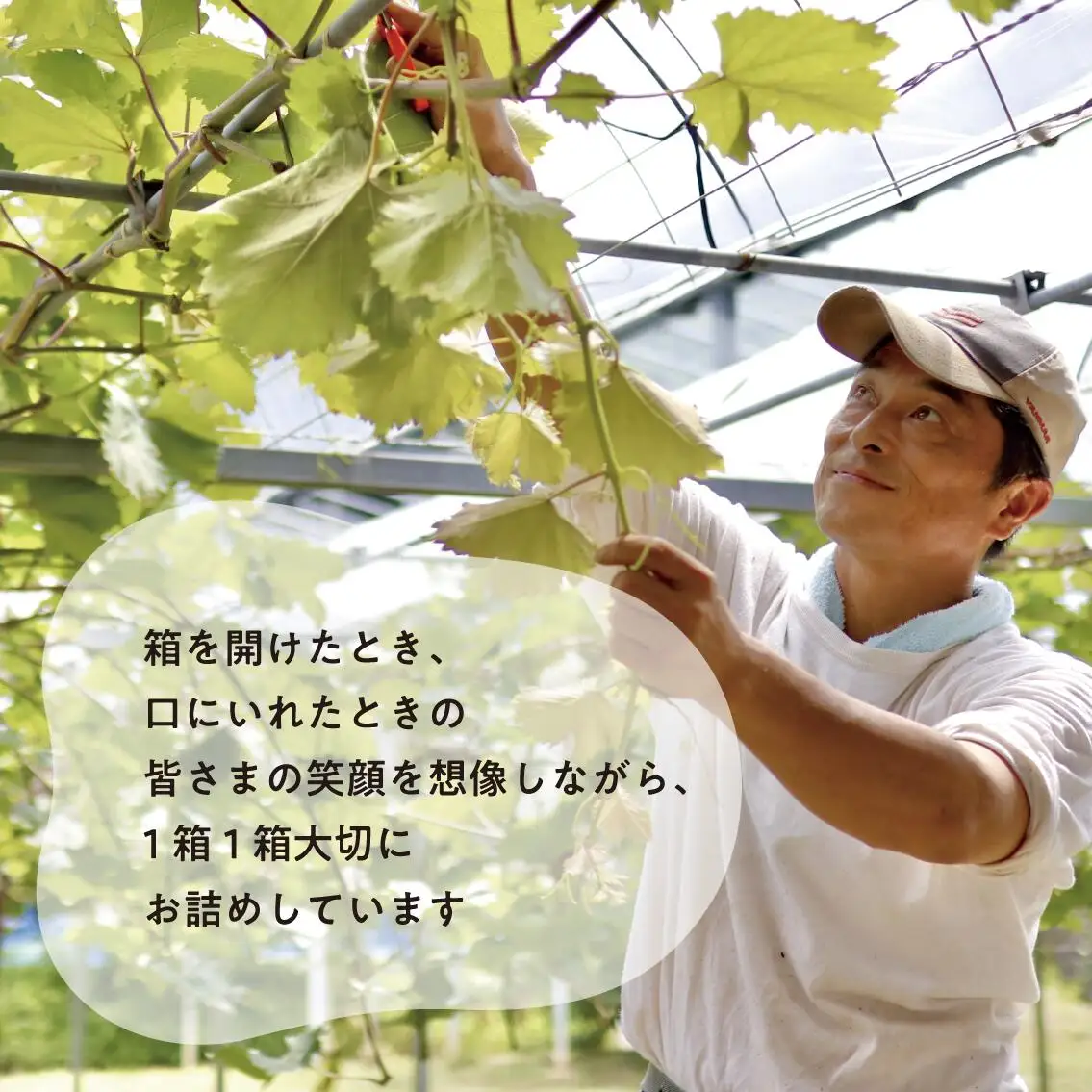 ピオーネ 2kg以上 訳あり 種無しピオーネ【KF-B068-03】