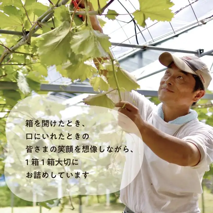 ピオーネ シャインマスカット 岡山県産ぶどう 上級シャインマスカット＆ピオーネ食べ比べ特大2房計1.3kg～ 【KF-B087-02】