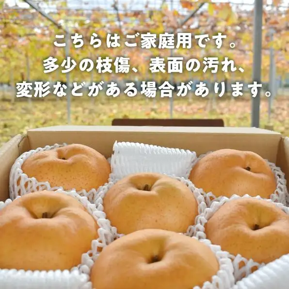 あたご梨 ご家庭用 / 約5kg (岡山県産)  和梨 【KF-C008-03】