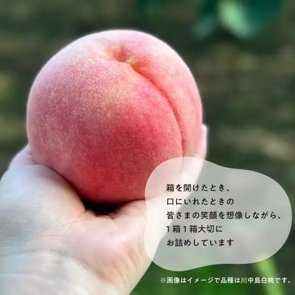 量より質！桃と葡萄と梨の上級品が届く岡山果物便！３回便(定期便) (岡山県産) 【KF-T024-04】