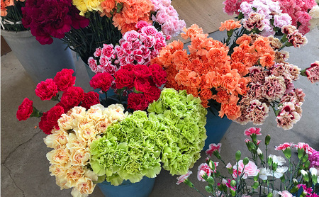 花 カーネーション 30本 河津桜 5本 セット 生花 切り枝 お花 フラワー アレンジメント フラワーアレンジメント 桜 静岡 静岡県 河津 河津町