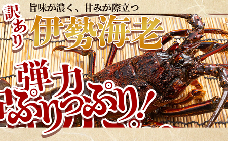 【先行予約】海鮮バーベキューセット(伊勢海老・岩ガキ) 3〜4人前 海鮮BBQ eb-0037