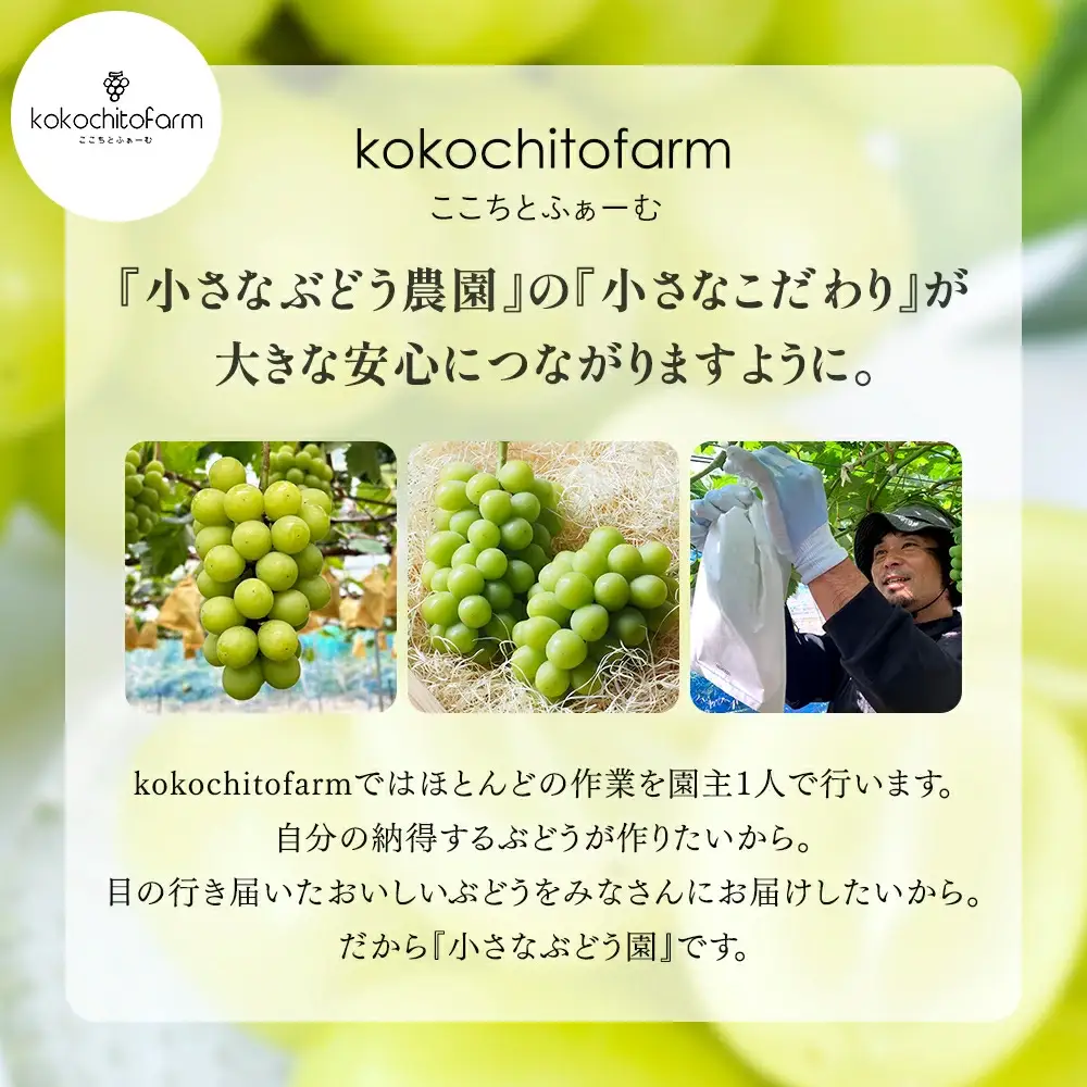 除草剤不使用の朝採れシャインマスカット 家庭用約2kg シャインマスカット フルーツ 【koko003-02】