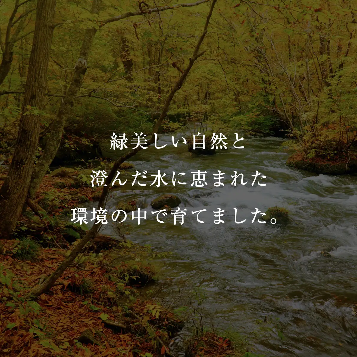 千葉県産　錦爽鶏　三味漬けセット MBX002