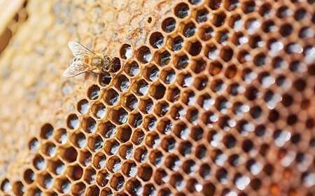 BIYAJIMA BEE FARM『季節の完熟生はちみつ 一瓶290g×2個』北信濃の大自然がぎゅっとつまった、完全非加熱・無農薬・除草剤、防腐剤不使用の国産天然蜂蜜【長野県信濃町ふるさと納税】