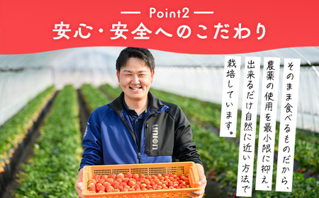 いちご（とちあいか） 290g×10パック 2.9kg以上 ｜  ※2026年11月～発送