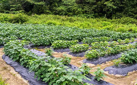 新鮮お届け！夏の味覚「枝豆」たっぷり2kg（（500g×4袋）） Fiz-A08 枝豆 枝豆 枝豆 枝豆 枝豆 枝豆