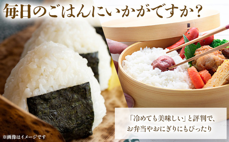  ＜令和7年度 米 あきたこまち 精米 10kg＞ 2025年産 単一原料米 単一米 5キロ 10キロ アキタコマチ お米 コメ こめ 白米 ご飯 ライス りの果樹園 愛媛県 西予市【常温】URK0017