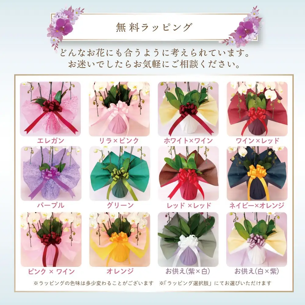 中輪胡蝶蘭　恋姫2本立ち（ラッピング付） ふじみ野ラン園