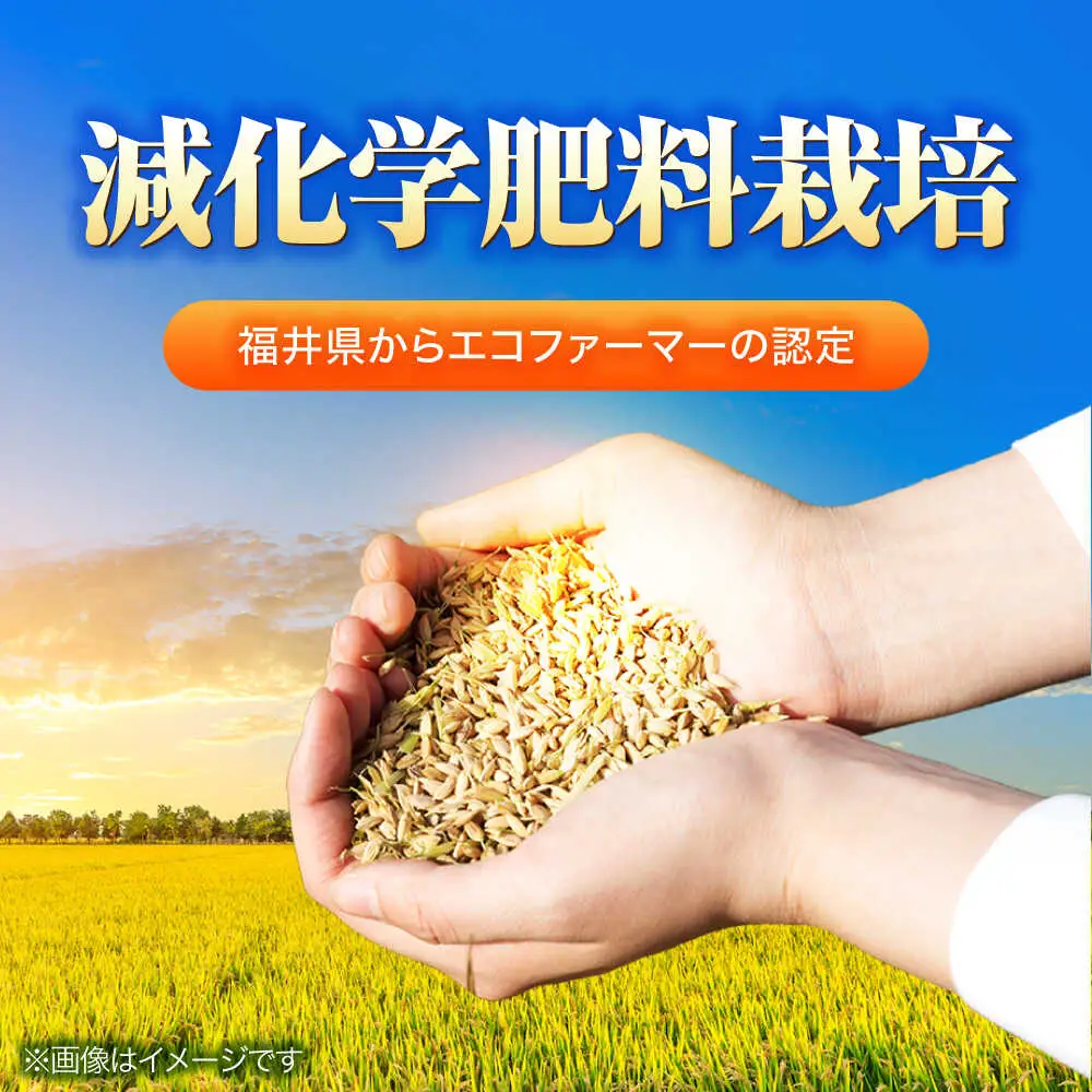 【令和8年産 新米】【 先行予約 /9月中旬から発送】　福井県産 ラクト農法 コシヒカリ 白米 10kg / 米 お米 精米 国産米   / 小浜市 / 北川博司 [BFDG006]