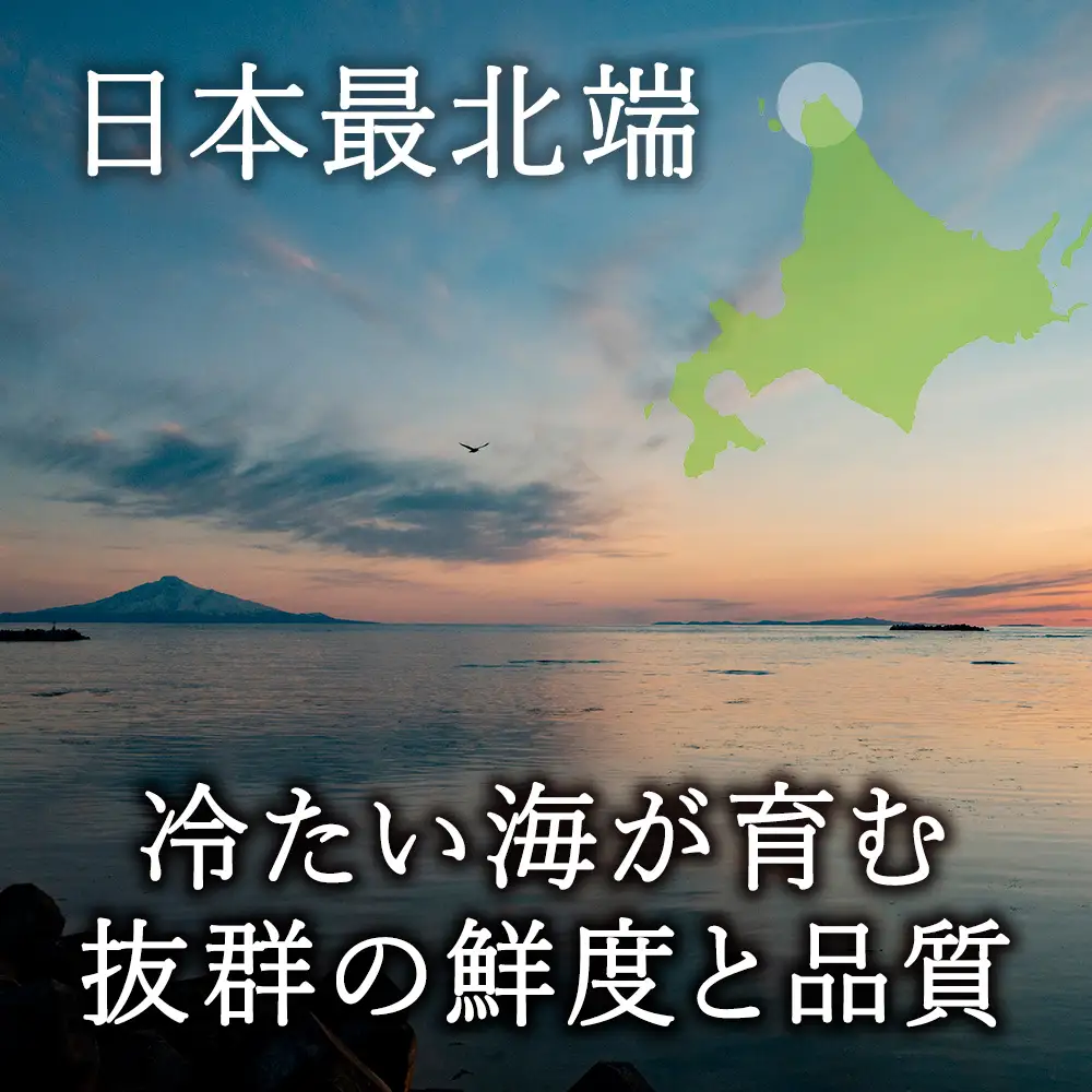 【2027年発送】利尻昆布を食べておいしく育った「生むらさきうに」240ｇ