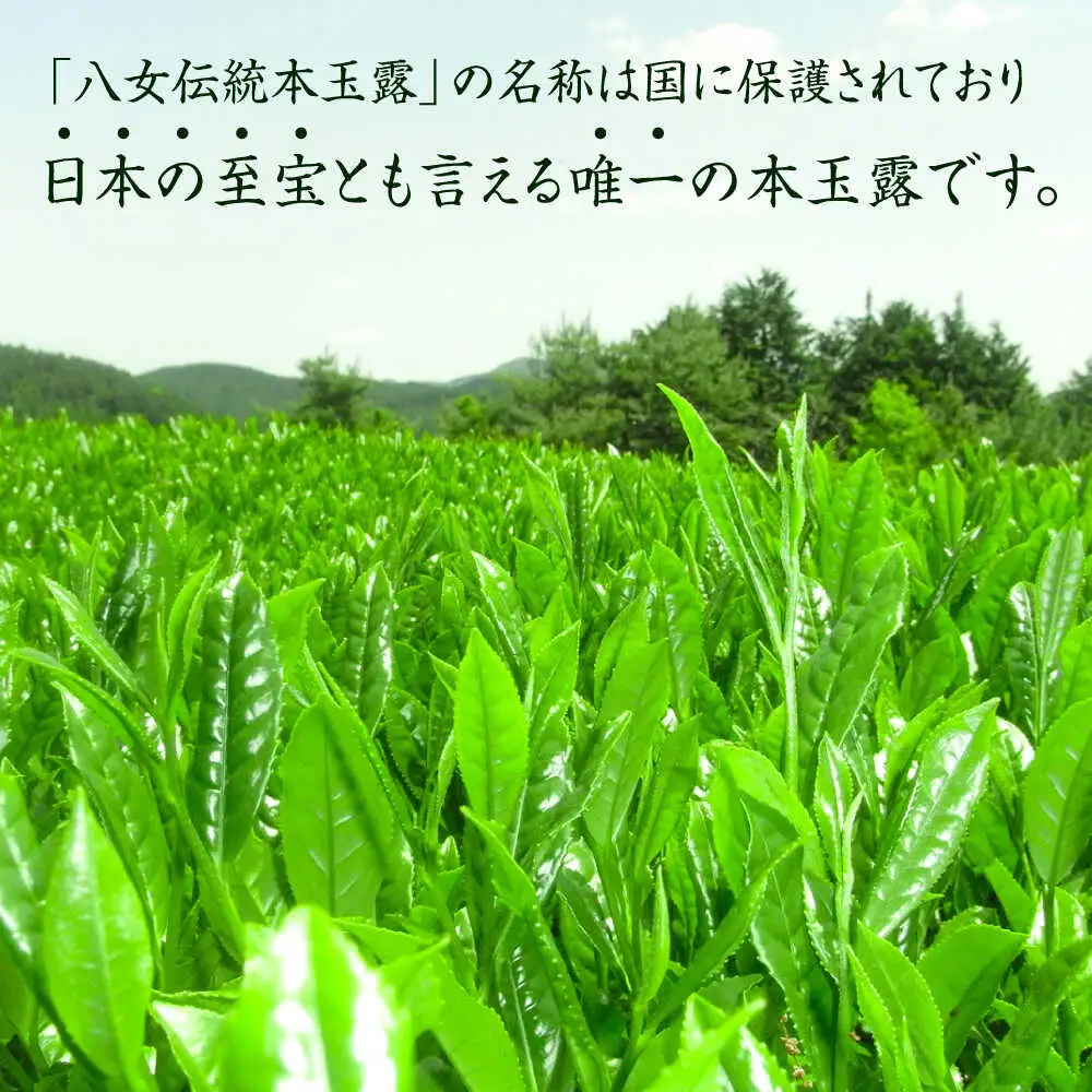 八女茶 伝統本玉露1袋[BGAF014]玉露