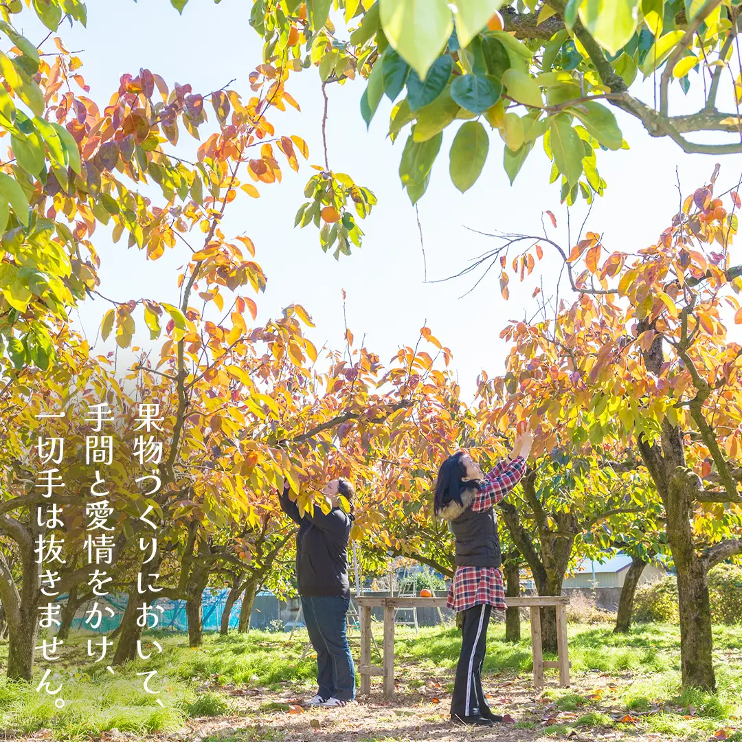 富有柿 12～16玉（茨城県共通返礼品：かすみがうら市） 【2026年11月中旬発送開始】 柿 かき 富有カキ ( 1箱 ) 果物 フルーツ くだもの カキ 富有かき 秋 旬 発送 産地直送 農家直送 産直 茨城県 [FF003sa]	