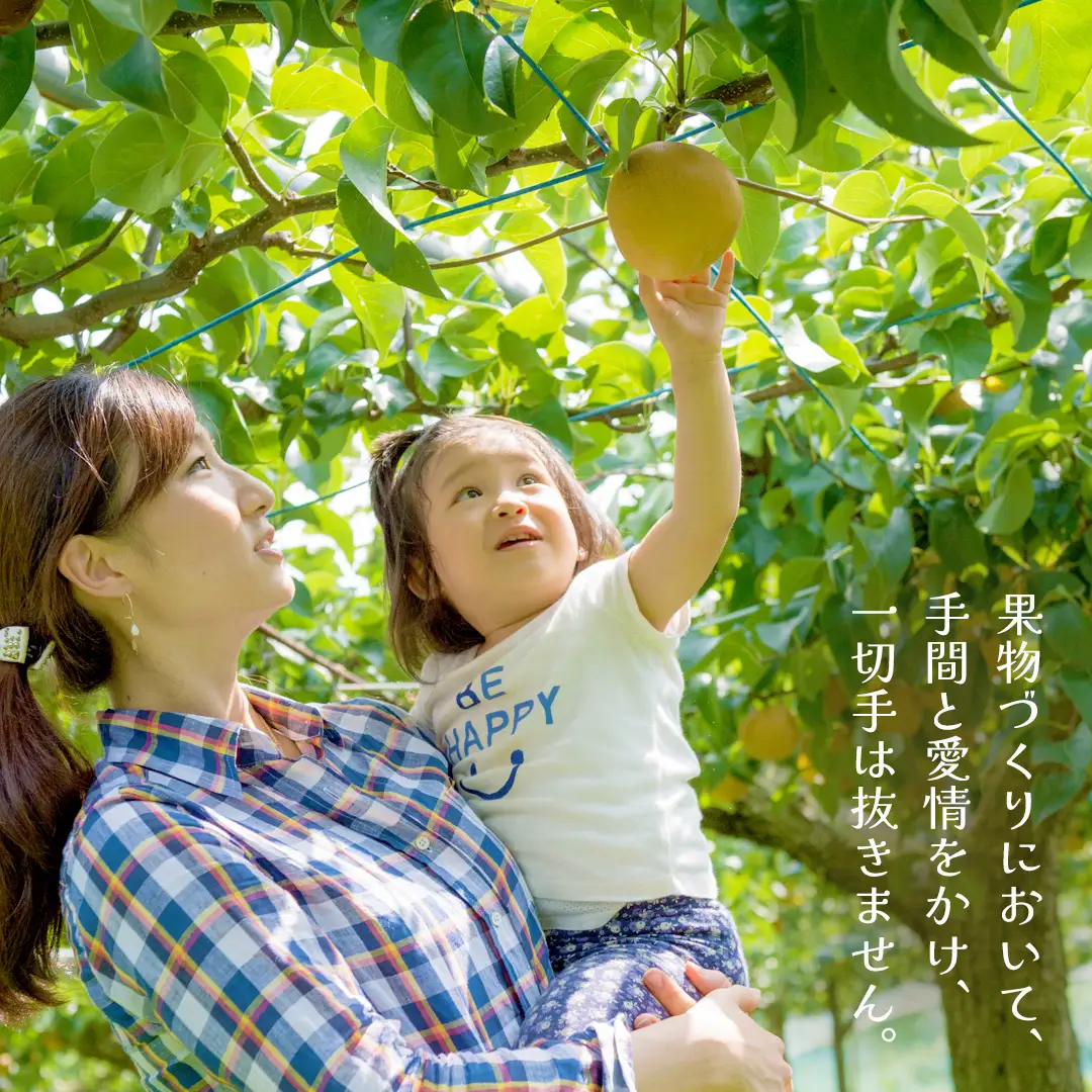 【ふるなびWEEK対象】豊水 約5kg（茨城県共通返礼品：かすみがうら市） 2026年9月上旬発送開始 梨 数量限定 なし ナシ フルーツ 果物 旬 産地直送 [FF004sa]