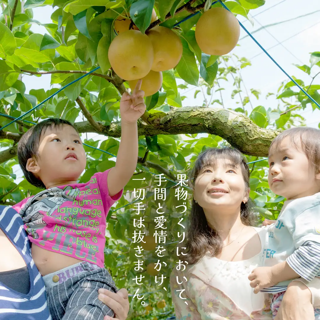 【ふるなびWEEK対象】新高 約5kg（茨城県共通返礼品：かすみがうら市） 【2026年9月中旬発送開始】 梨 数量限定 なし ナシ フルーツ 果物 旬 産地直送 [FF005sa]	