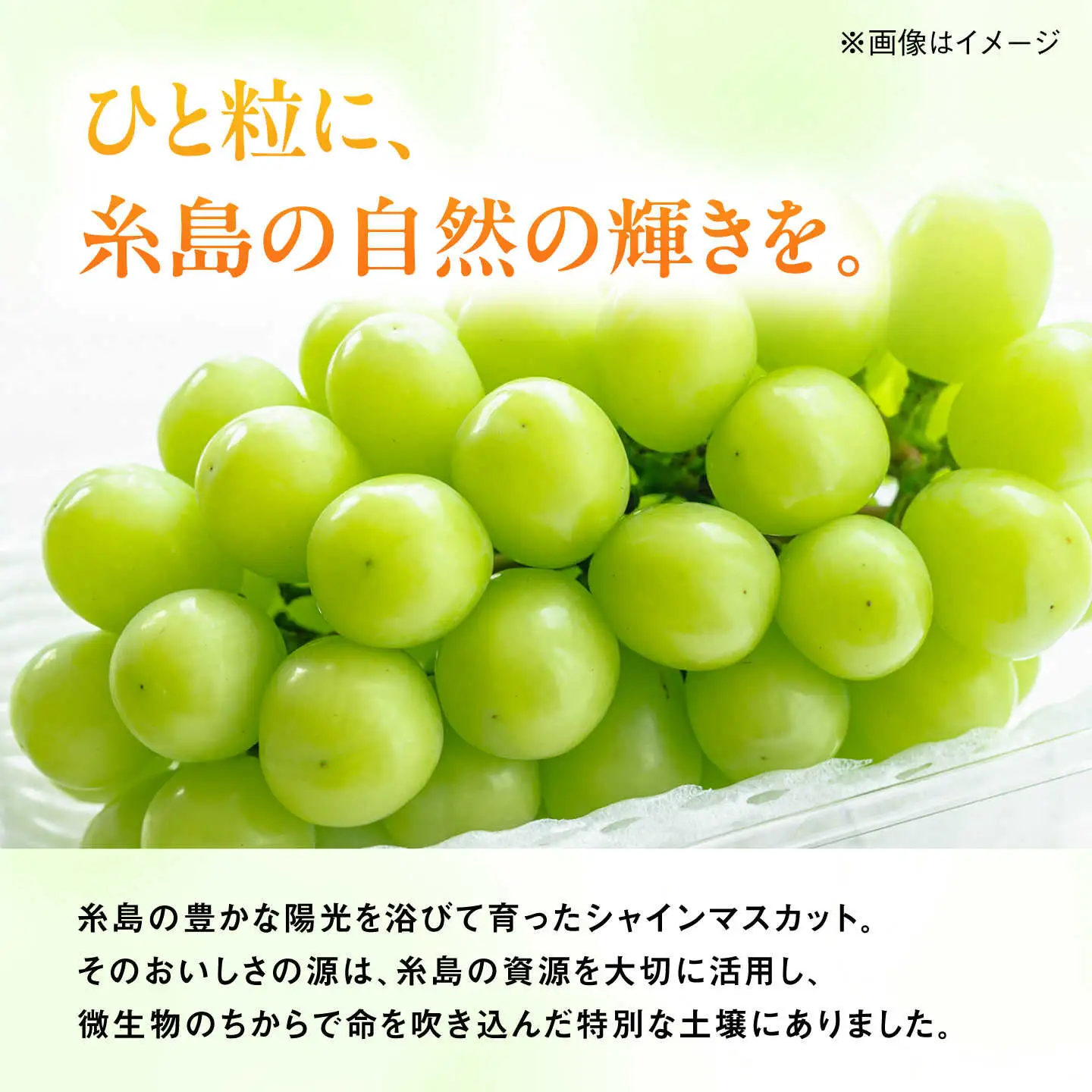 【糖度18度以上】 糸島産 シャインマスカット 2kg  糸島市 / 和饗エコファーム フルーツ 果物 [AVI007]