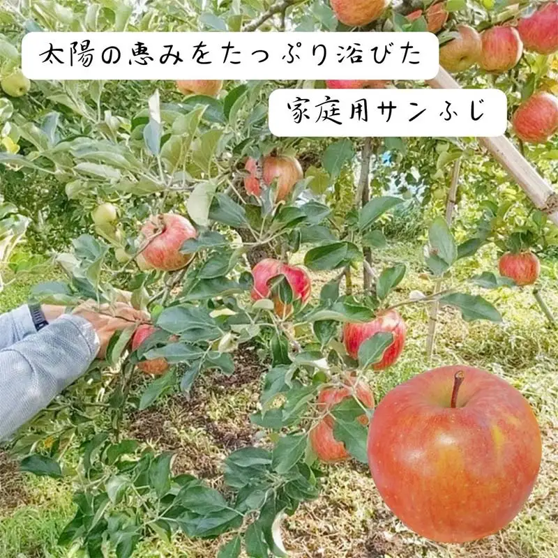りんご 家庭用 5kg バラ積め 保証+1kg入＜有我果樹園＞ りんご リンゴ 林檎 デザート フルーツ 果物 くだもの F7X-0286