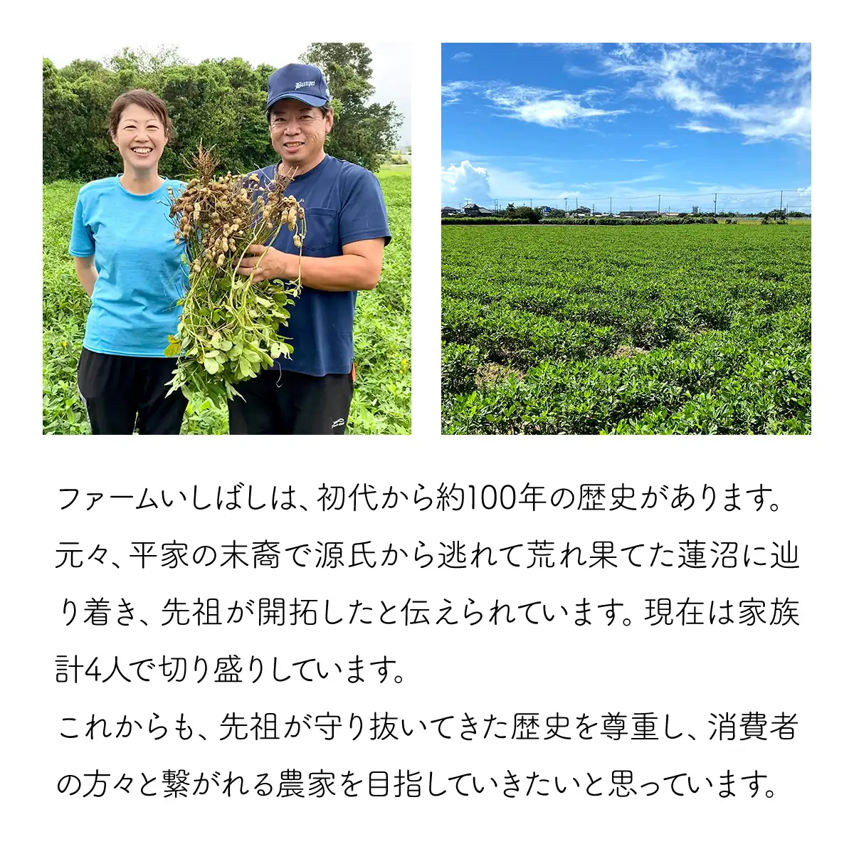 【先行受付・9月中旬より順次発送！】Qナッツ 生落花生 1.5kg SMAH014／ふるさと納税 落花生 生 生落花生 Qナッツ 生Qナッツ A品 大粒 希少 旬 季節限定 ふっくら 柔らか ほくほく 甘い 塩ゆで 千葉県 山武市 