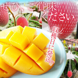 【期間限定】完熟なかよし マンゴー 約1.2kg