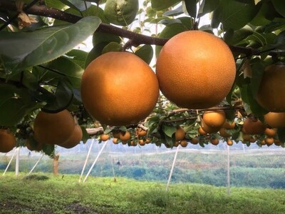 【糖度保証】阿部梨園の梨（3kg　メルシー箱）にっこり ※2026年10月～発送