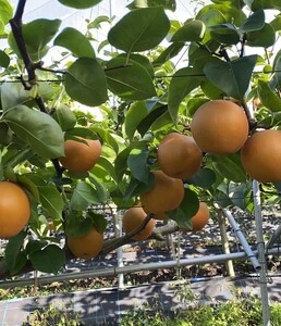 阿部梨園の梨（3kg　レギュラー箱）あきづき 旬の梨