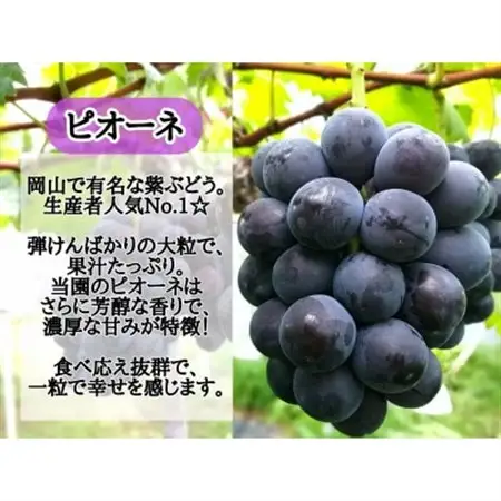 【2027年先行受付】訳あり岡山県産ピオーネ2kg【配送不可地域：離島】【1633341】