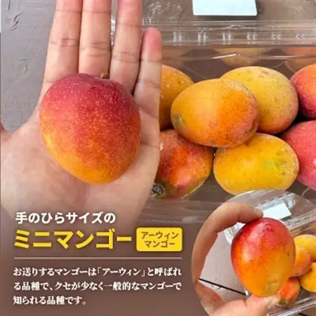 【2027年6月下旬から順次発送】数量限定の訳ありミニマンゴー1kg【配送不可地域：離島】【1634008】