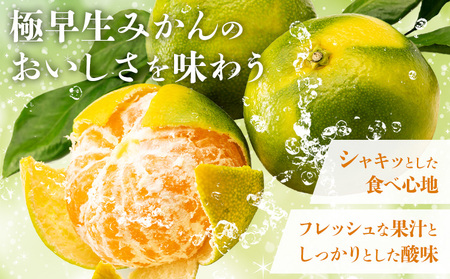 みかん 極早生みかん 秀品 約5kg 《10月上旬-10月末頃出荷》日本フルーツ株式会社フルーツ 果物 みかん 柑橘