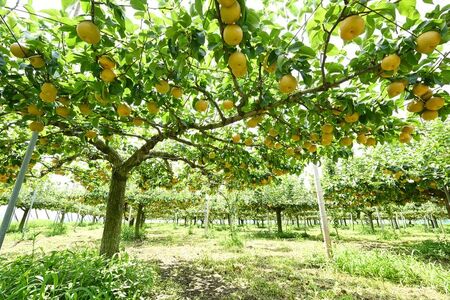「あきづき」 梨 なし 5kg | 先行予約 数量限定 贈答用 なし 梨 果物 くだもの フルーツ ナシ あきづき 旬 栃木県 上三川町 本田果樹園 ※2026年9月～発送