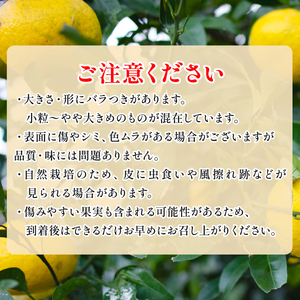 訳あり 黄金柑 1.5kg 低農薬 無化学肥料 みかん ミカン おうごんかん フルーツ 果物 くだもの 柑橘 かんきつ ビタミンC 富士長株式会社 静岡県 牧之原市 わけあり ワケアリ