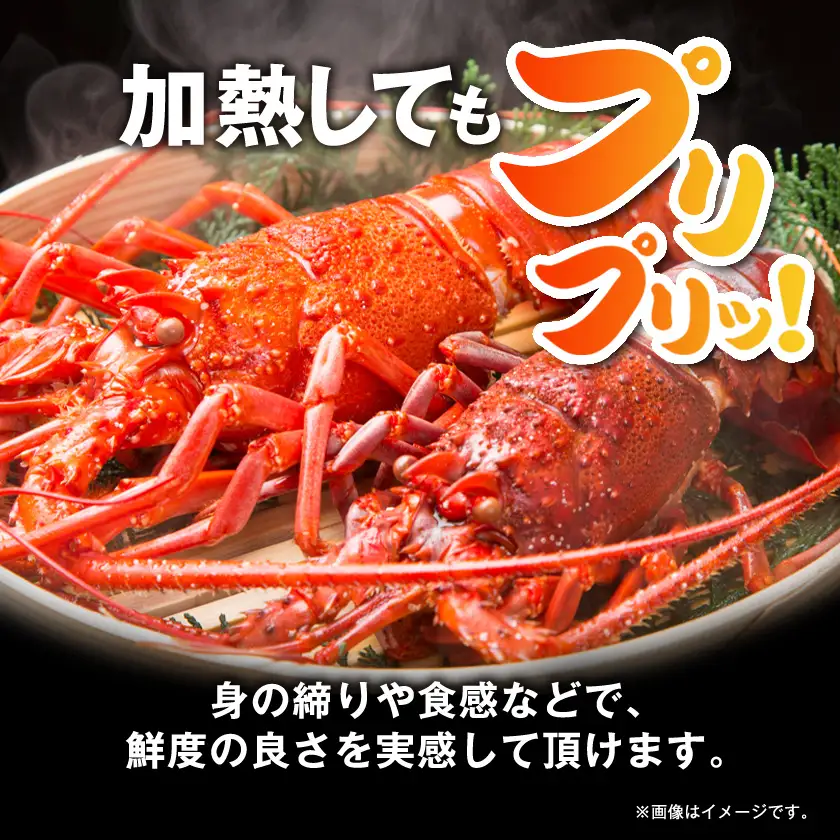 活〆冷凍伊勢海老600g【配送不可地域：離島】【1607625】