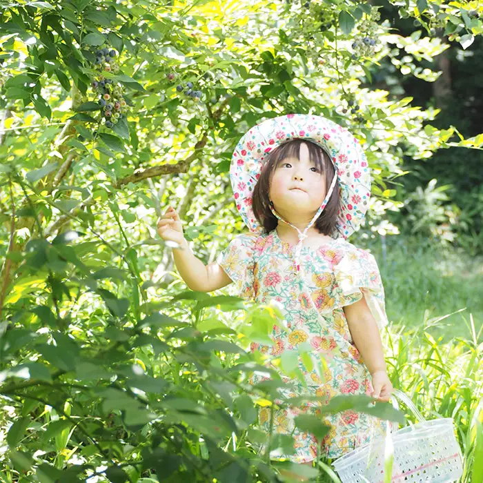 No.052 ＜2ヵ月毎定期便＞大粒冷凍ブルーベリー1kg「るりしずく」　全3回 ／ 定期的 新鮮 果物 果実 フルーツ ブランド 朝摘み 完熟 みずみずしい スムージー トッピング 朝食 おやつ デザート 間食 子供 贈答用 チャック付 送料無料 千葉県
