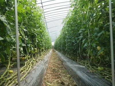 【先行予約】ゲミューゼ濃厚トマトと爽快トマトの食べ比べセット（数量限定） gmz01_R9