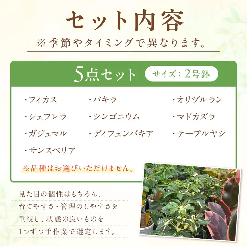 季節の植物 2号鉢 5点セット【発送可能時期：4月上旬～7月末、9月上旬～11月末】観葉植物