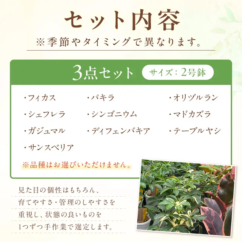 季節の観葉植物3点セット【発送可能時期：4月上旬～7月末、9月上旬～11月末】2号鉢