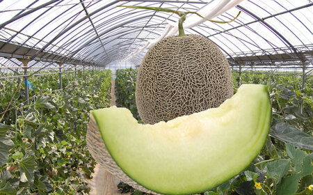 ＜ R8年熊本地震復興支援 ＞肥後グリーンメロン 2玉 （約3～4kg） めろん 果物 くだもの フルーツ 国産 九州 熊本県 熊本市 常温 【2027年5月下旬～7月下旬迄順次発送予定】
