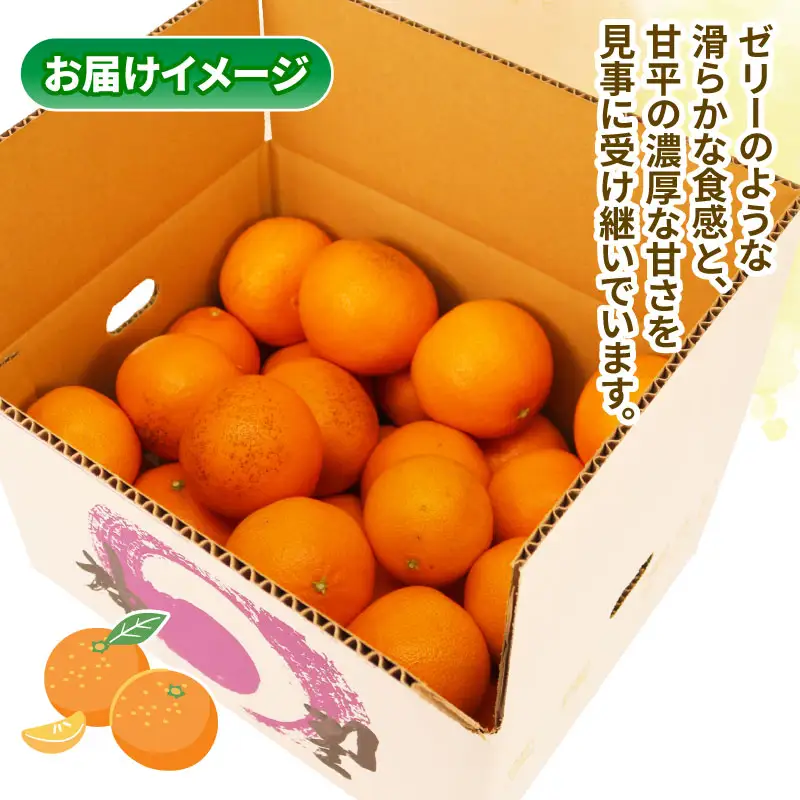 訳あり 愛果48号 ( 紅プリンセス と同品種) 5kg マル南フルーツ 紅プリンセス B015-106053
