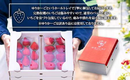 完熟あまおう 贈答用 2パック 合計約500g～820g 【2027年1月上旬～3月上旬までに出荷予定】 いちご 苺 イチゴ ベリー 果物 フルーツ お取り寄せ デザート おやつ