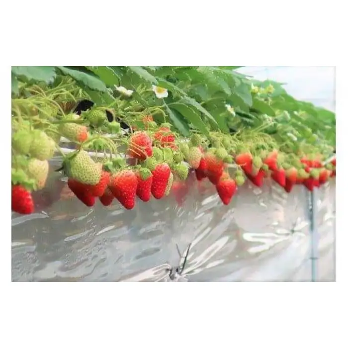 大玉 甘熟 いちご 紅ほっぺ ※2027年1月中旬頃～2027年3月下旬頃に順次発送予定 苺