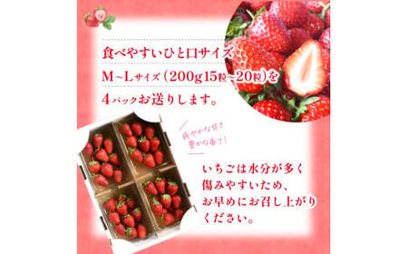 【先行予約】まりひめイチゴ4パック 食べやすいひと口サイズ M～L（15粒～20粒入×4パック）【2027年1月中旬～3月下旬頃に順次発送】（お届け日指定不可）/ いちご 苺 まりひめ 和歌山 フルーツ【kgr034】
